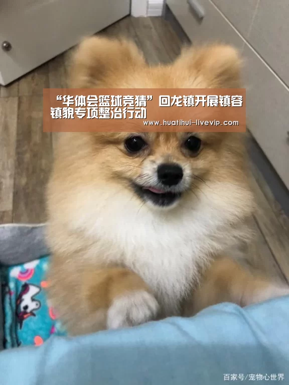 “华体会篮球竞猜”回龙镇开展镇容镇貌专项整治行动(图1) 华体会足球竞猜
